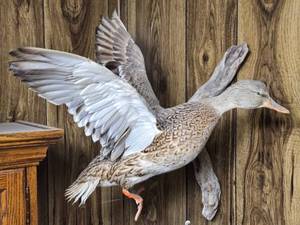 lot 156 image: Mounted Taxidermy Duck on Wooden Plaque