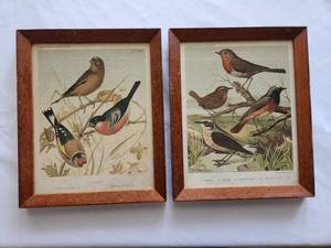 lot 193 image: Framed Vintage Bird Prints Set