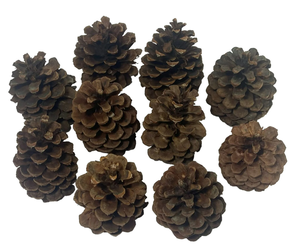 lot 278 image: LOT OF 16 Holiday Time Cinnamon Fragranced Brown Pinecones