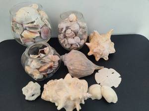 lot 97 image: Assorted Lot of Shells