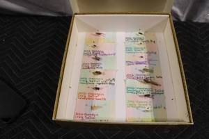 lot 366 image: Unique Bug Collection Featuring Grasshoppers, Beetles, and Moths