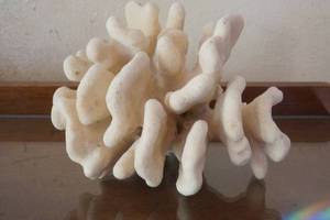 lot 22 image: Vintage Specimen cauliflower coral reef