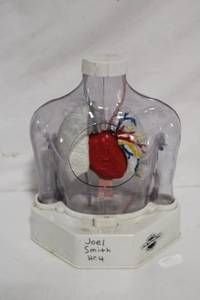 lot 248 image: Anatomical Human Torso Model with Internal Organs