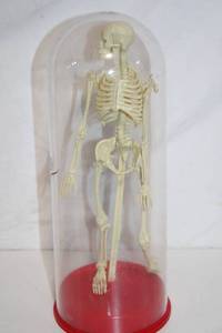 lot 423 image: 13 Inch Plastic Skeleton Model with Red Base