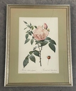 Amazing Vintage Botanical Print - Rosa Indica fragrans