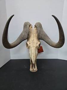 lot 279 image: Very Cool Vintage Genuine African Gnu Skull