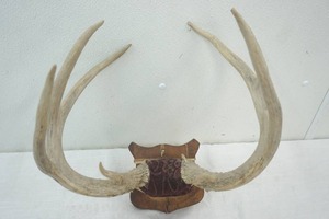 lot 307 image: Mounted Antlers
