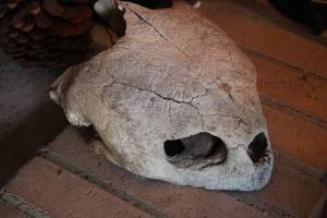 lot 215 image: Turtle Shell Skull with Natural Patina