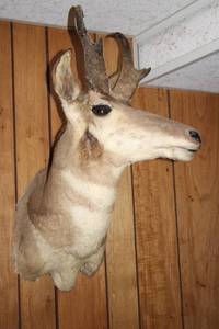 lot 229 image: Pronghorn Antelope Taxidermy Mount