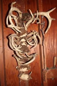 lot 279 image: Decorative Wall-Mounted Deer Antlers Display
