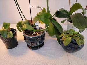lot 191 image: Sweet Collection of Live Orchid Plants