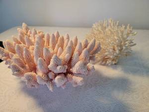 lot 157 image: Natural Pink and White Coral Specimen