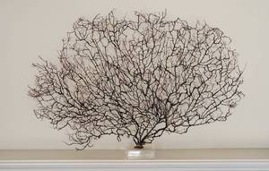 lot 158A image: Natural Coral Sea Fan Specimen on Acrylic Base