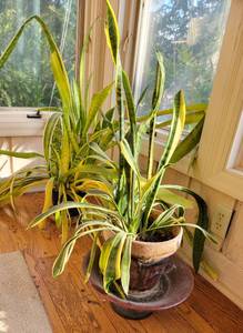 lot 191A image: Live Plants  Snake Plant or Mother in Law Tongue