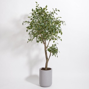lot 16 image: 6.5 Faux Fig Tree