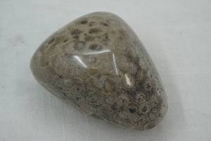 lot 142 image: Fossil Coral