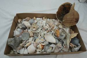 lot 254 image: sea shells lot