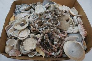 lot 253 image: sea shells lot