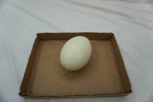lot 310 image: OstrichEmu Egg 6x4