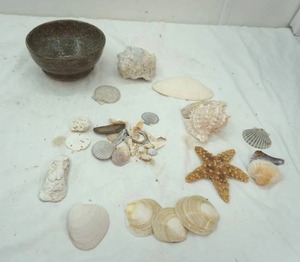 lot 442 image: shells and pottery bowl