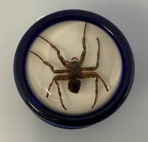 lot 119 image: Razor Pocket Pros Creeper YoYo With Real Spider (Like New)