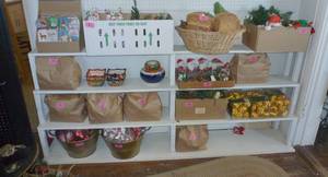 Tiered Wooden Display shelving unit (contents not included)