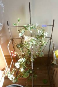 store display stand used for items with long stakes, planters and a green sign to attract customers