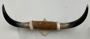lot 72 image: Hide Wrapped Longhorns  Steer Cow Bull Longhorns