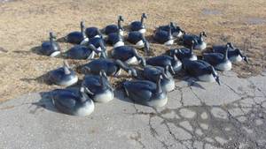 Lot of 24 Large Decoys