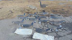 Lot of 17 Vintage Johnson Folding Wax Board Decoys
