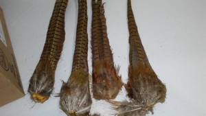 lot 717 image: Pheasant Tails