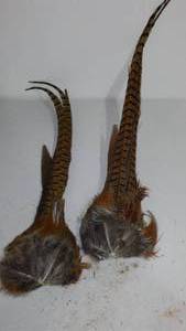 lot 718 image: Pheasant Tails