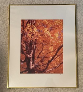 lot 309 image: Autumnal Tree Motif Photographic Print by Kathryn A. Hara