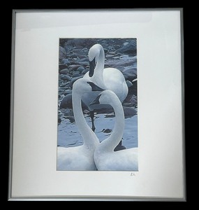 lot 321 image: Photographic Print of Swans by Kathryn A. Hara