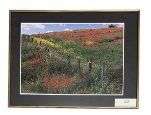 lot 137C image: Beautiful Photographic Print by Diane Syme