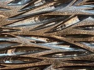 lot 7 image: LARGE Orthoceras Fossil Plate from Morocco - 37 Million Years Old