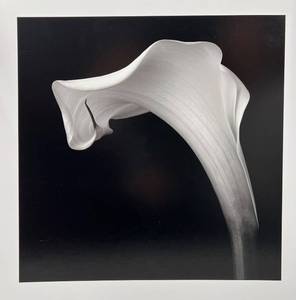 lot 25 image: Robert Mapplethorpe Black and White Photography Print - Calla Lily