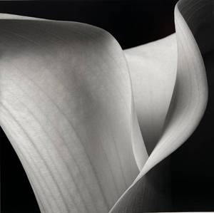 lot 26 image: Robert Mapplethorpe Black and White Photograph of Calla Lily