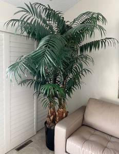 lot 42 image: Large Artificial Palm Tree in Black Pot