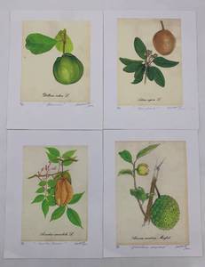 lot 449 image: Set of 4 Botanical Print Illustrations