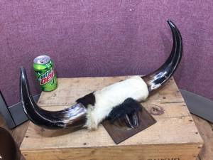 lot 125 image: Horn Display - 19 12