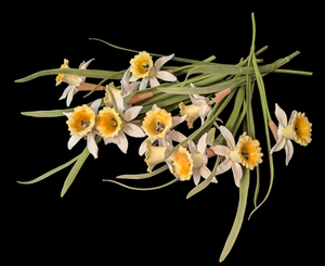 lot 100 image: Bouquet of Ceramic Daffodil Flowers