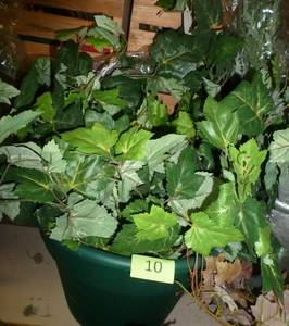 lot 10 image: Hey a large plastic pot of Ivy