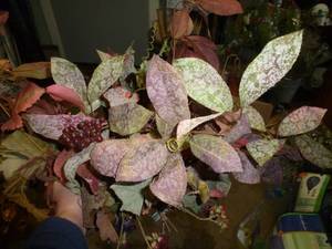 lot 17 image: Metal planter with subdued reds