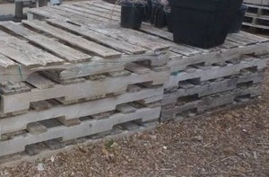 lot 593 image: 35 wood Pallets