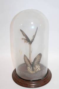 lot 112 image: Mounted Two Butterflies Under Glass Dome Display