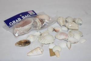 lot 445 image: Collection of Assorted Seashells in Grab Bag