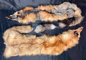 lot 120 image: Two Red Fox Pelts