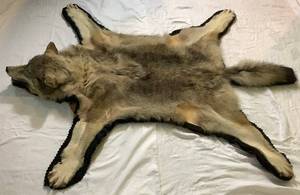 lot 54 image: Taxidermied Animal Hide- Likely a Wolf or Coydog(coyote-dog hybrid)