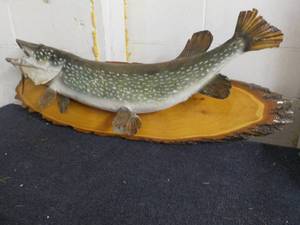 lot 22 image: 21 lb Mounted Fish...